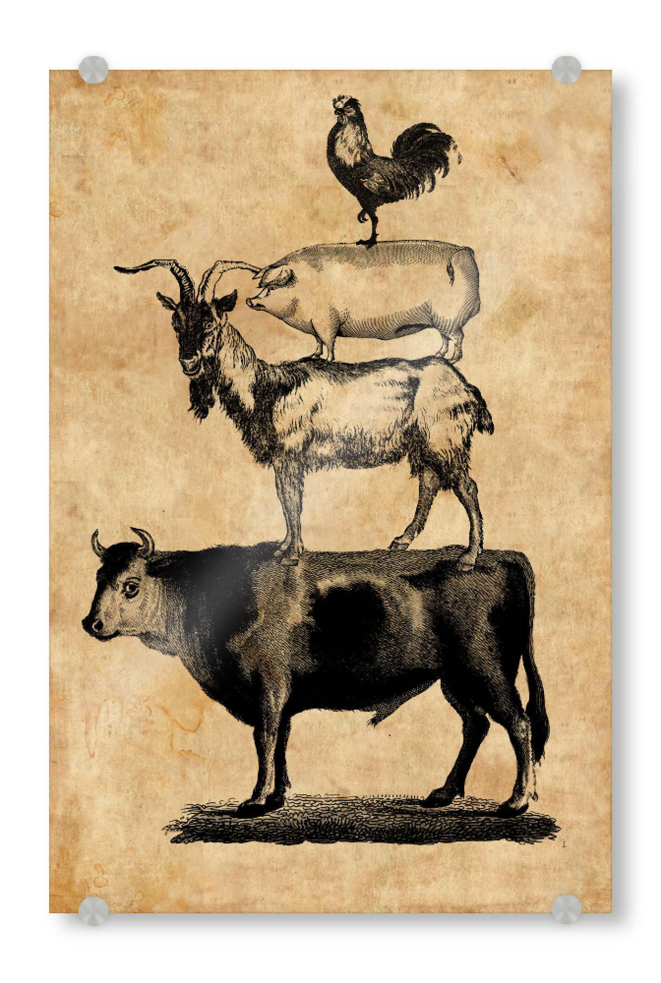 Acrylglasbild "Nutztiere - Schwein, Kuh, Ziege und Hahn" artboxONE - Tiere