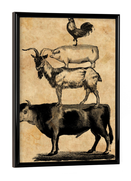 Poster mit schwarzem Rahmen "Nutztiere - Schwein, Kuh, Ziege und Hahn" artboxONE - Tiere