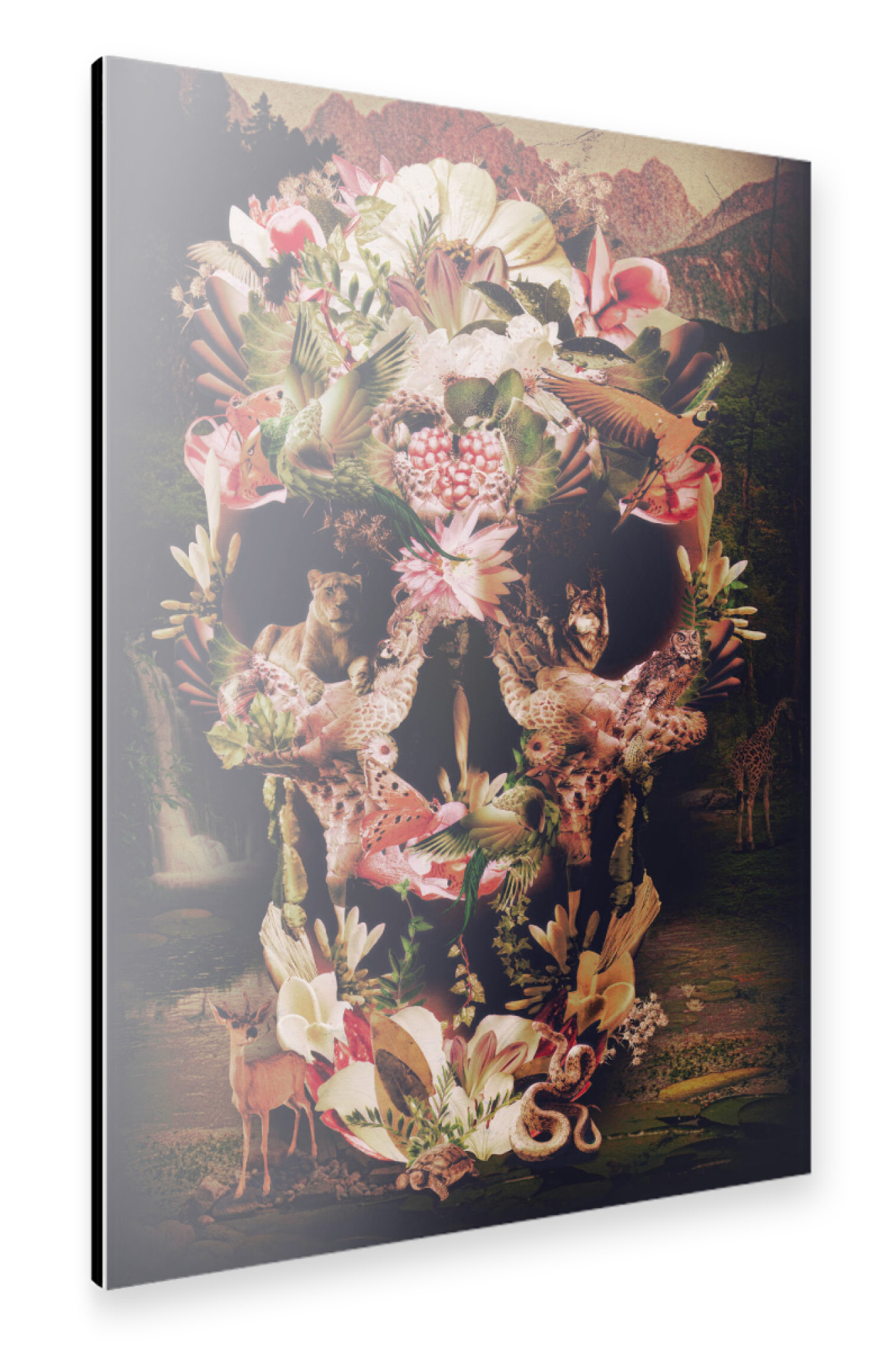 Alu-Dibond "Jungle Skull" 75x50 cm artboxONE