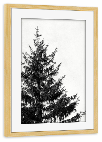 Poster mit Rahmen kiefer "Black and White Pine Tree Left" artboxONE - Natur,Schwarzweiß,Weihnachten