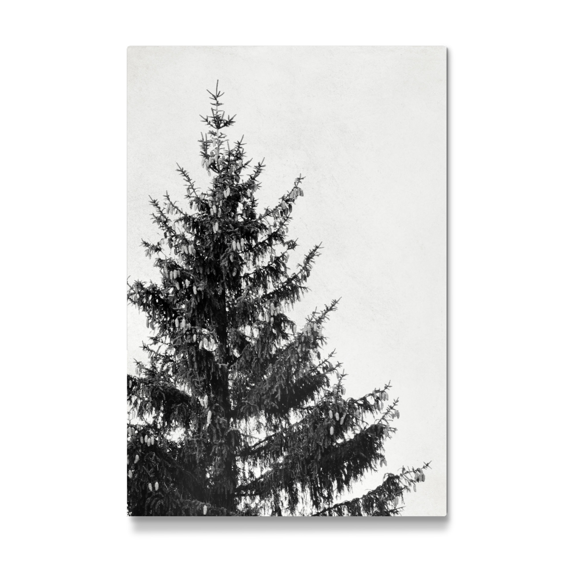 Galerie-Print "Black and White Pine Tree Left" 75x50 cm artboxONE