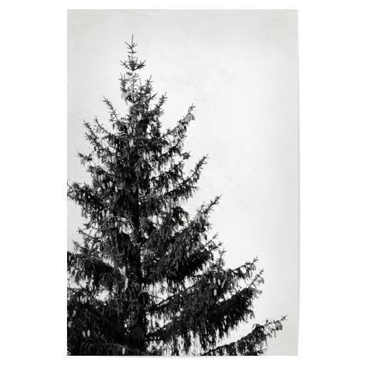 Black and White Pine Tree Left