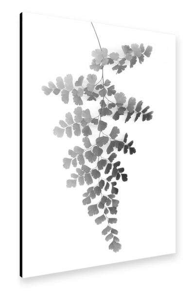 Alu-Dibond "Black Maidenhair Fern Leaf" 30x20 cm artboxONE