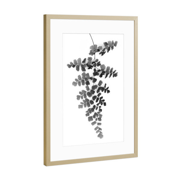 Poster mit Rahmen Gold "Black Maidenhair Fern Leaf" artboxONE - Natur,Floral