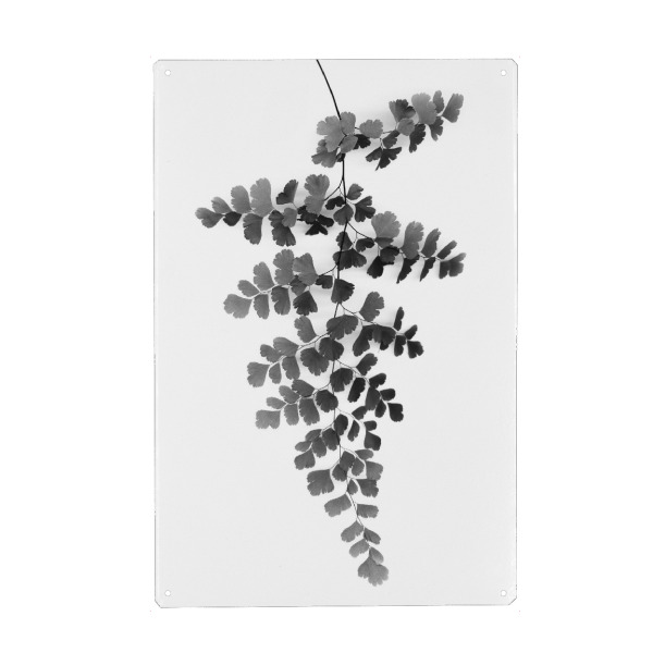 Holzbild "Black Maidenhair Fern Leaf" artboxONE - Natur,Floral