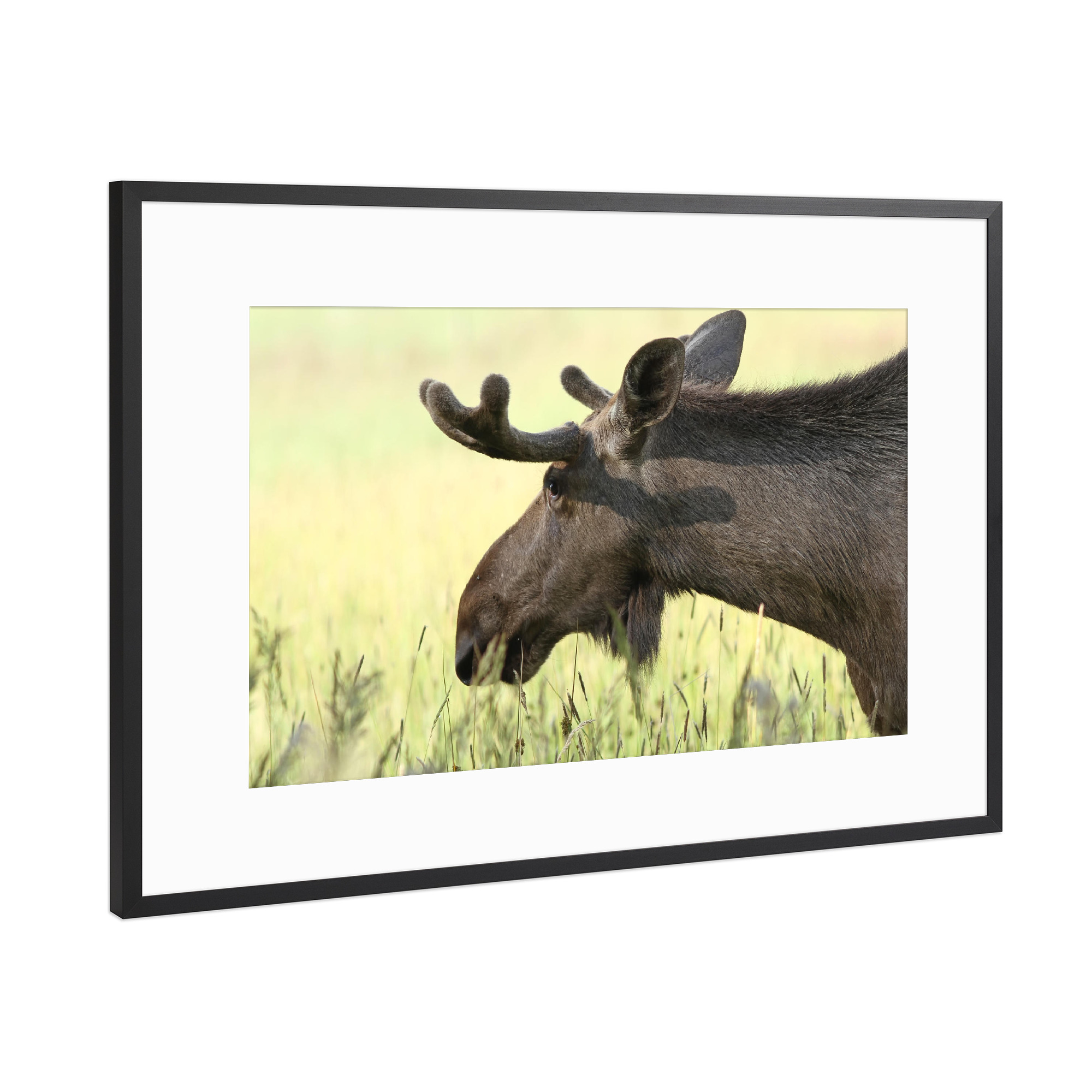 Poster mit Rahmen Schwarz (Metallic) "Der Elch" artboxONE - Tiere