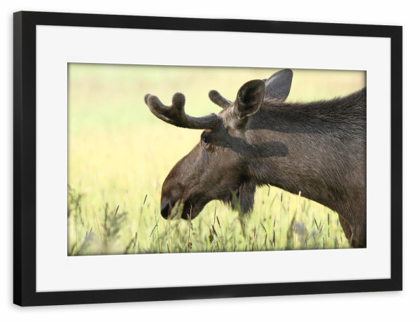 Poster mit Rahmen schwarz "Der Elch" artboxONE - Tiere