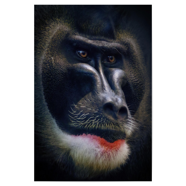 Poster "Drill" artboxONE - Tiere,Reise / Afrika