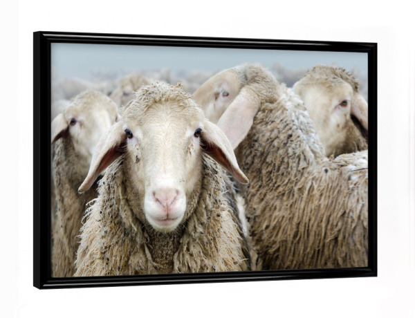Poster mit schwarzem Rahmen "Schafherde" artboxONE - Tiere,Schwarzweiß - Schafe,Schaf,Schafherde,Natur,Tiere