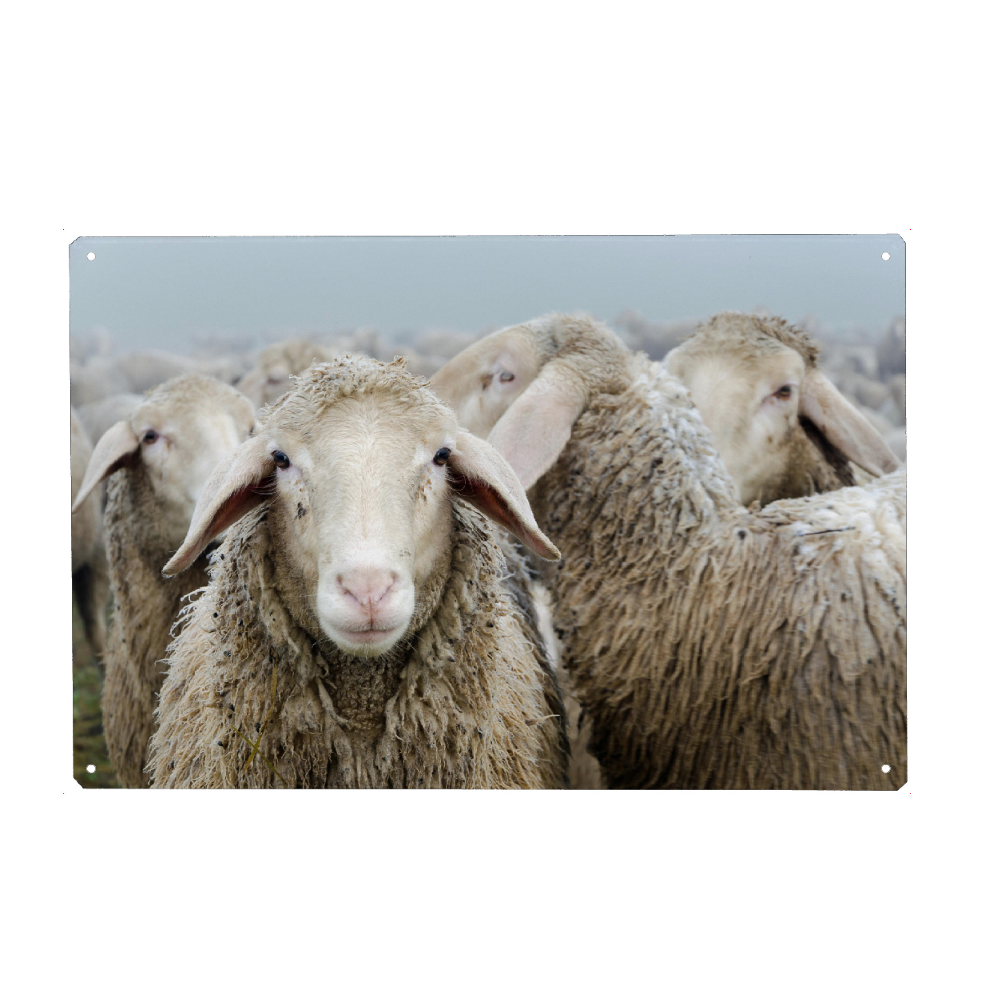 Metall Poster "Schafherde" artboxONE - Tiere,Schwarzweiß - Schafe,Schaf,Schafherde,Natur,Tiere - Blechschild