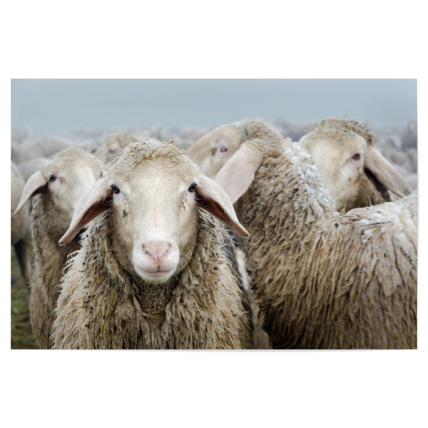Poster "Schafherde" artboxONE - Tiere,Schwarzweiß - Schafe,Schaf,Schafherde,Natur,Tiere