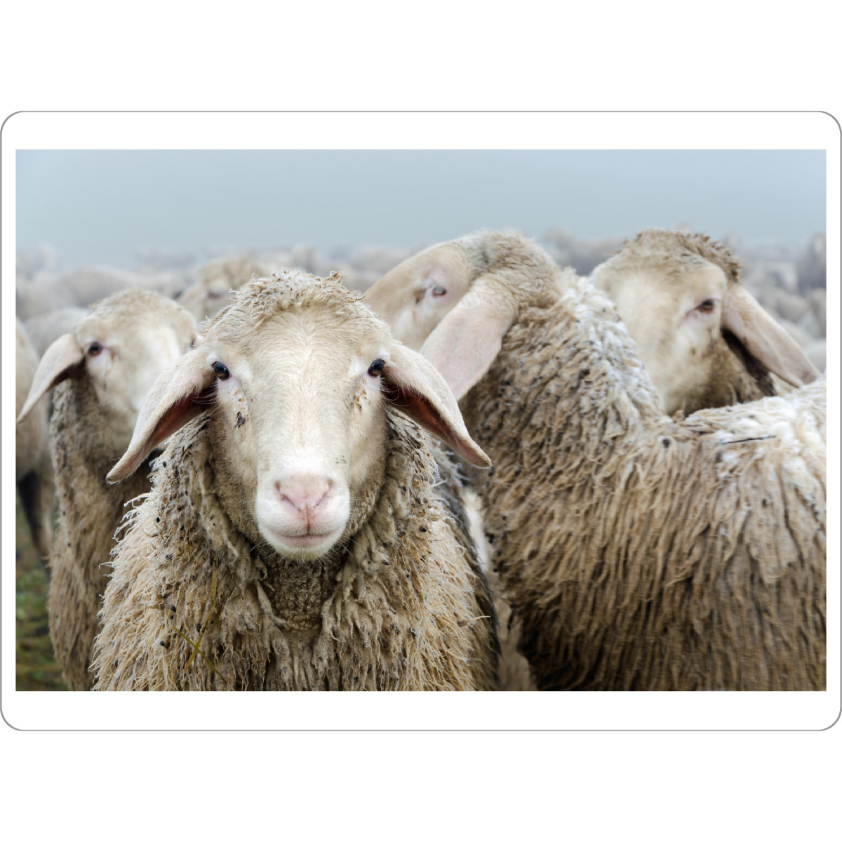 Tischset "Schafherde" artboxONE - Tiere,Schwarzweiß - Schafe,Schaf,Schafherde,Natur,Tiere - Bild Schafe
