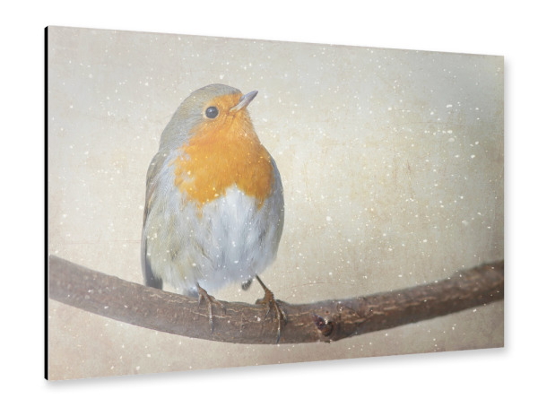 Alu-Dibond "Das Rotkehlchen" 30x20 cm artboxONE