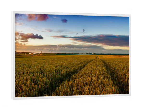 Poster mit weißem Rahmen "Kornfeld zum Sonnenaufgang" artboxONE - Natur