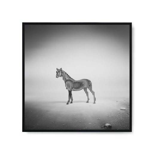 Zebra dung