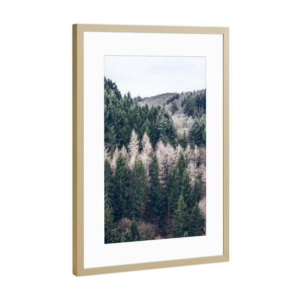 Poster mit Rahmen Gold "Forest" artboxONE - Natur,Reise,Floral - Bäume,Wald,Tannen,Natur,Landschaft,Bäume,Wald,Holz,Natur,Landschaft,Tanne