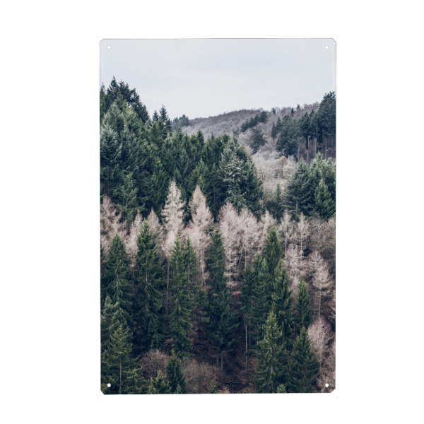 Metall Poster "Forest" artboxONE - Natur,Reise,Floral - Bäume,Wald,Tannen,Natur,Landschaft,Bäume,Wald,Holz,Natur,Landschaft,Tanne - Blechschild
