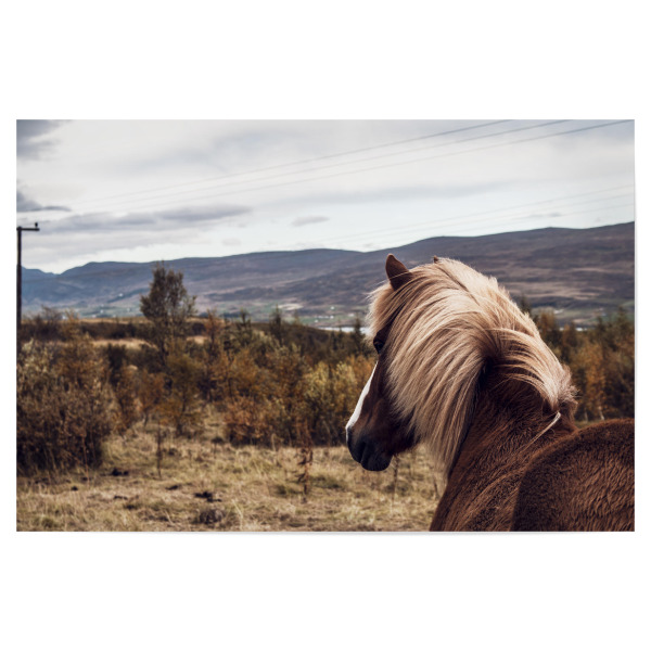 Poster 30x20 cm "Wild Horse II" artboxONE - Natur,Reise,Tiere - Pferd,Pony,Tier,Natur,Landschaft,Island,Horse,Pony,Animal,Nature,Landscape,Iceland