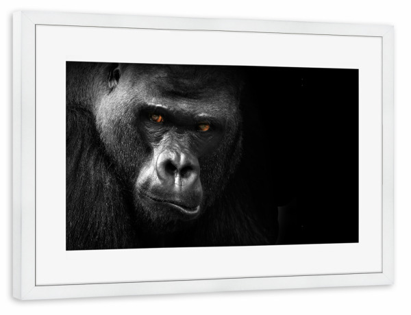 Poster mit Rahmen weiß "Gorilla 3" artboxONE - Tiere,Schwarzweiß