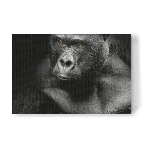 Leinwandbild "Gorilla 2" artboxONE - Tiere,Schwarzweiß
