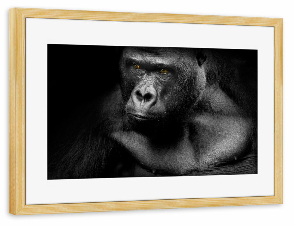 Poster mit Rahmen kiefer "Gorilla 2" artboxONE - Tiere,Schwarzweiß