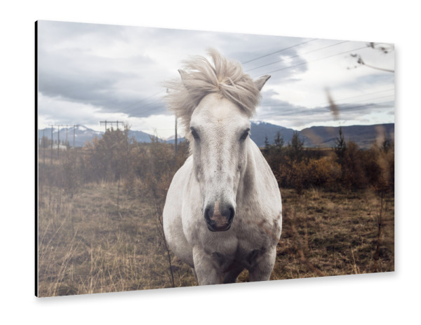 Alu-Dibond "Wild Horse" 30x20 cm artboxONE