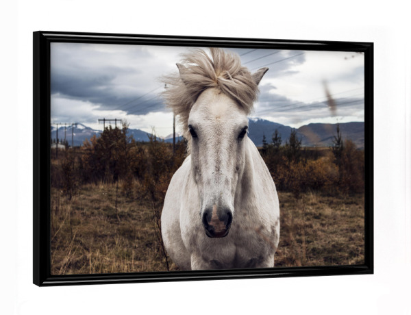 Poster mit schwarzem Rahmen "Wild Horse" artboxONE - Natur,Reise,Tiere