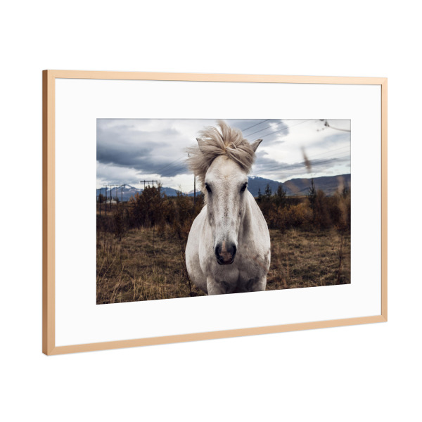 Poster mit Rahmen Kupfer "Wild Horse" artboxONE - Natur,Reise,Tiere - Pferd,Pony,Tier,Natur,Landschaft,Insel,Pferd,Pony,Tier,Natur,Landschaft,Island