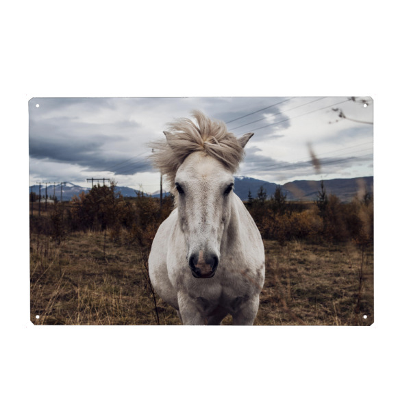 Metall Poster "Wild Horse" artboxONE - Natur,Reise,Tiere - Pferd,Pony,Tier,Natur,Landschaft,Insel,Pferd,Pony,Tier,Natur,Landschaft,Island