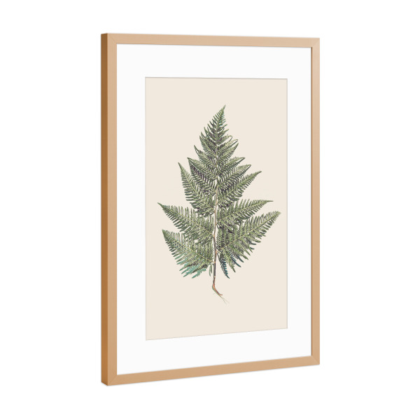 Poster mit Rahmen Kupfer "Fern Branch" artboxONE - Natur,Floral - Farn,Zweig,Farnzweig,Pflanze