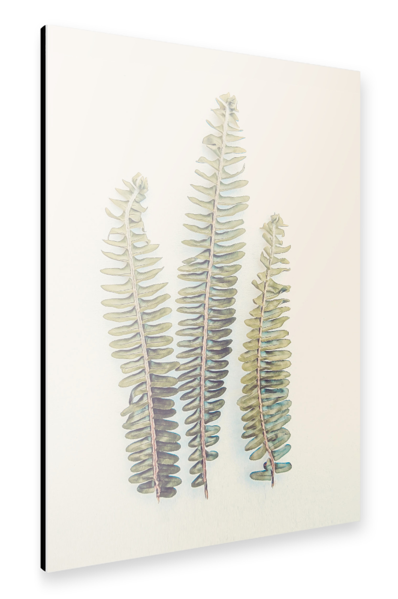 Alu-Dibond "Fern Fronds" 30x20 cm artboxONE