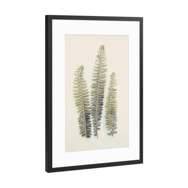 Poster mit Rahmen Schwarz (Metallic) "Fern Fronds" artboxONE - Natur,Floral