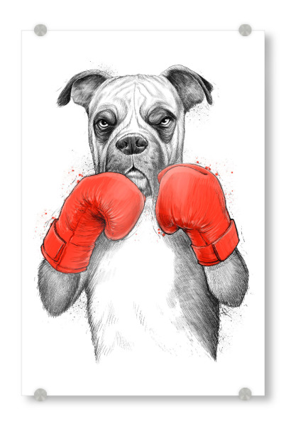 Acrylglasbild "Boxer" artboxONE - Natur,Tiere,Sport - Hund,Tier,Boxer,Boxen,Handschuhe,Digitale kunst,Hund,Boxen,Haustier,Handschuhe
