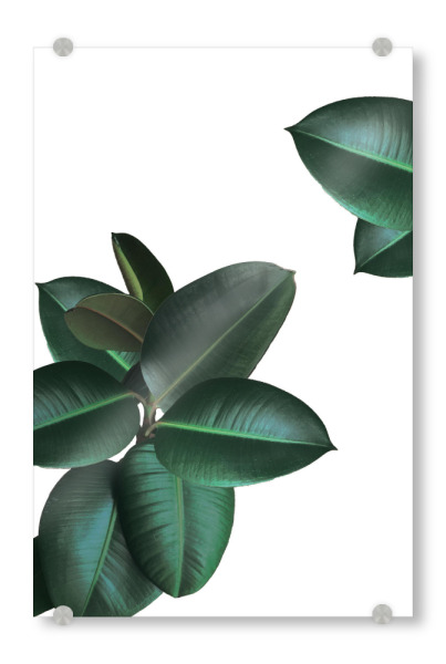 Acrylglasbild "Gummibaum" artboxONE - Floral - Plant,Greenery,Dschungel,Palmen