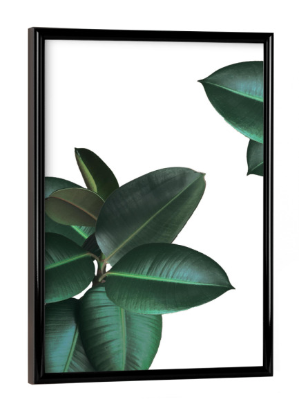 Poster mit schwarzem Rahmen "Gummibaum" artboxONE - Floral - Plant,Greenery,Dschungel,Palmen
