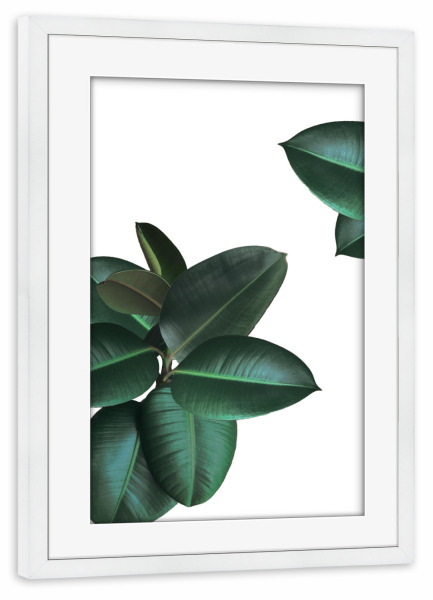 Poster mit Rahmen weiß "Gummibaum" artboxONE - Floral - Plant,Greenery,Dschungel,Palmen
