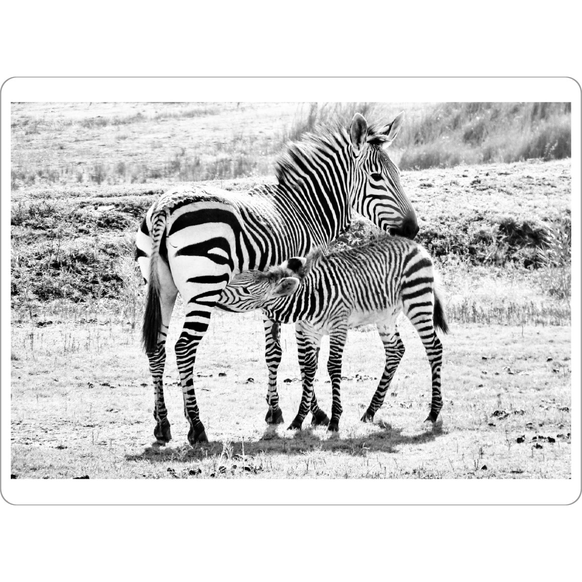 Tischset "Zebra mit Baby sw 1040041" artboxONE - Tiere,Schwarzweiß