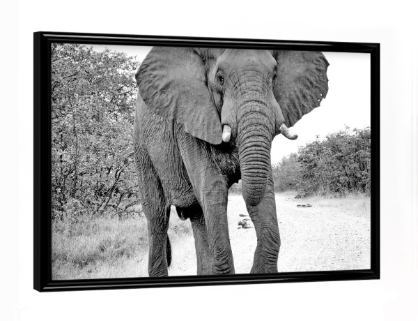 Poster mit schwarzem Rahmen "Elefant 1948 sw" artboxONE - Tiere,Schwarzweiß
