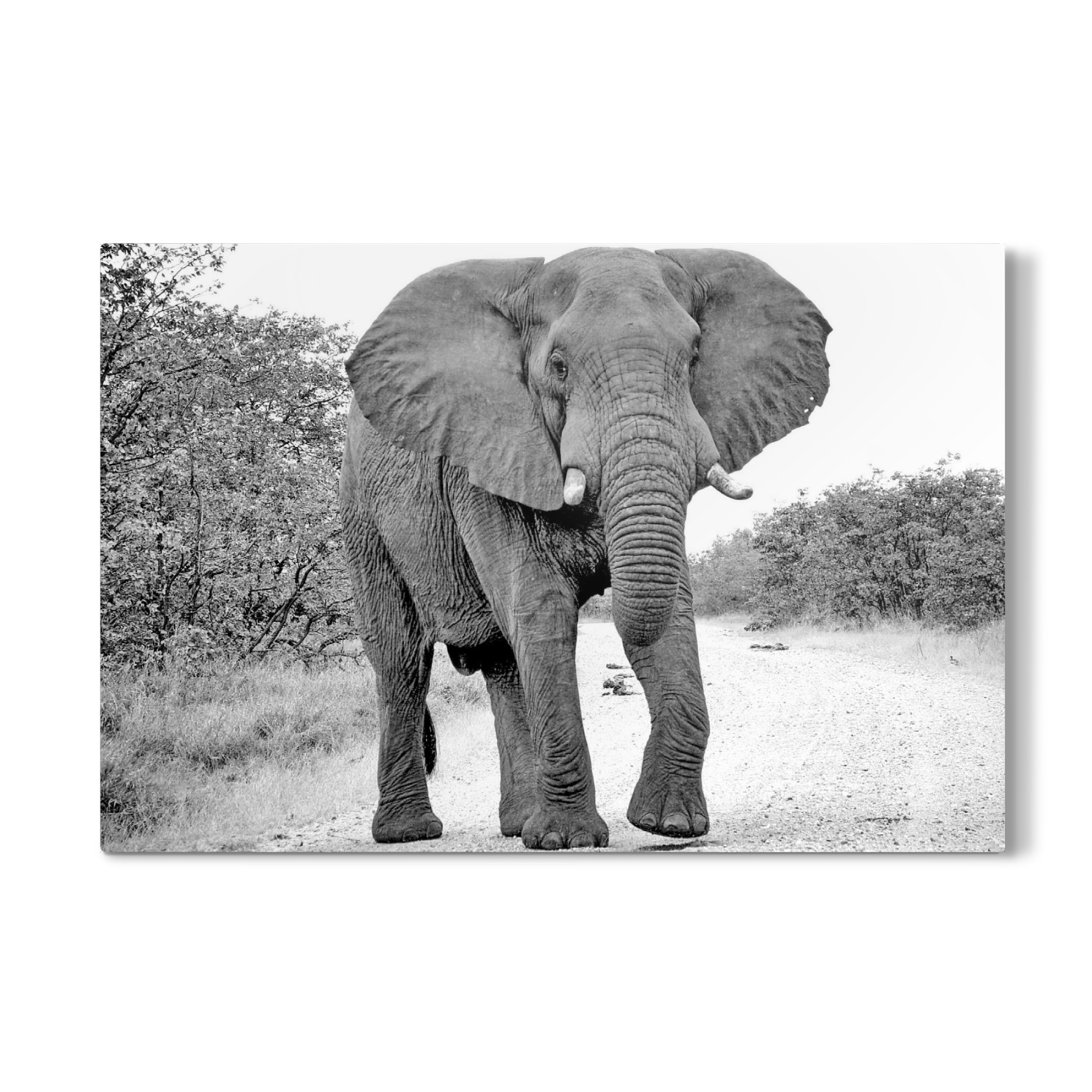 Galerie-Print "Elefant 1948 sw" 30x20 cm artboxONE