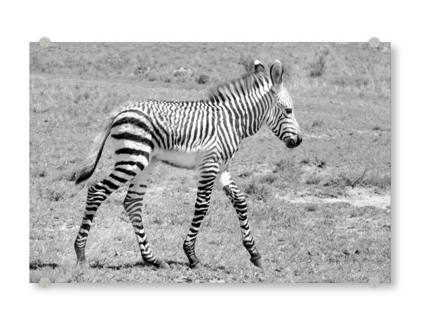 Acrylglasbild "Zebra Baby sw 1050059" artboxONE - Tiere,Schwarzweiß
