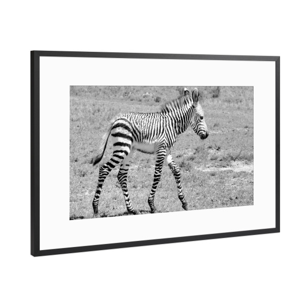 Poster mit Rahmen Schwarz (Metallic) "Zebra Baby sw 1050059" artboxONE - Tiere,Schwarzweiß