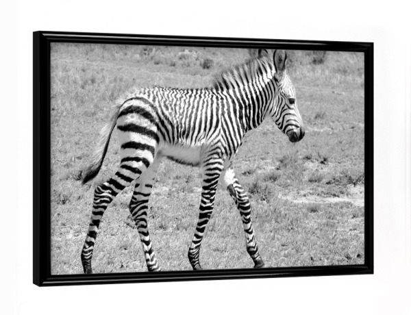 Poster mit schwarzem Rahmen "Zebra Baby sw 1050059" artboxONE - Tiere,Schwarzweiß