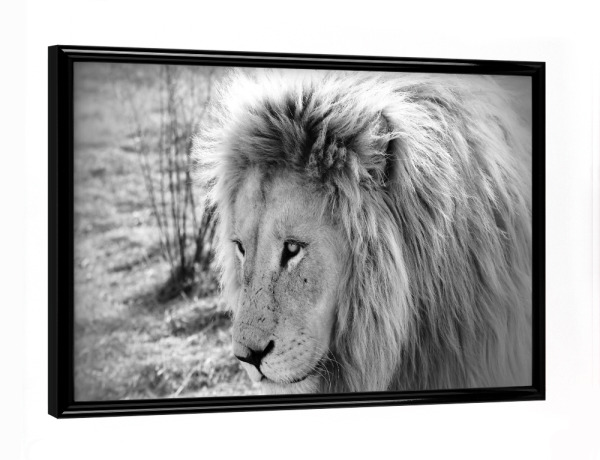 Poster mit schwarzem Rahmen "Lion King sw 4875" artboxONE - Tiere,Schwarzweiß