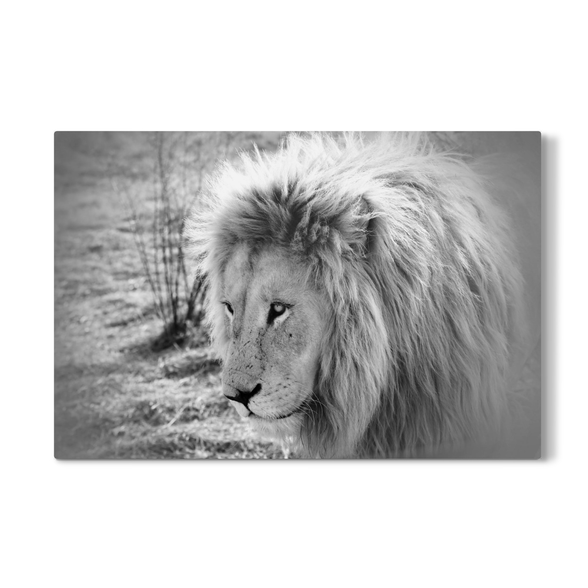 Galerie-Print "Lion King sw 4875" 75x50 cm artboxONE