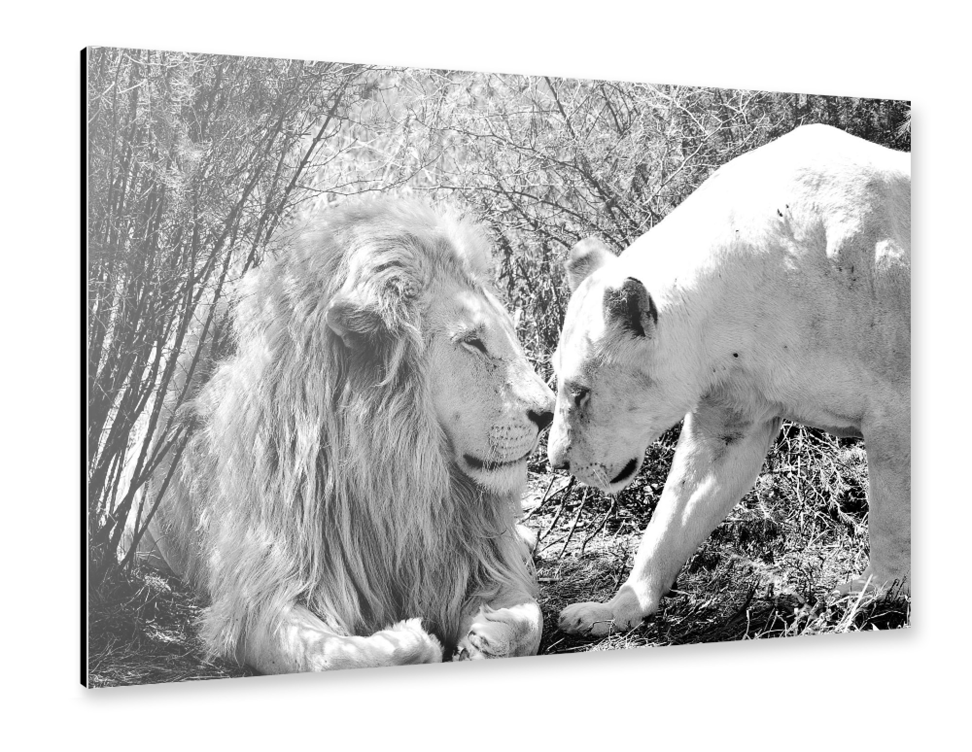 Alu-Dibond "Lion Love sw 3330" 75x50 cm artboxONE