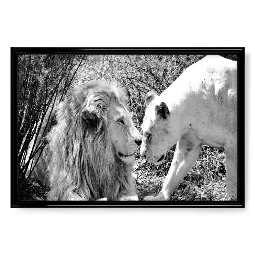 Lion Love sw 3330