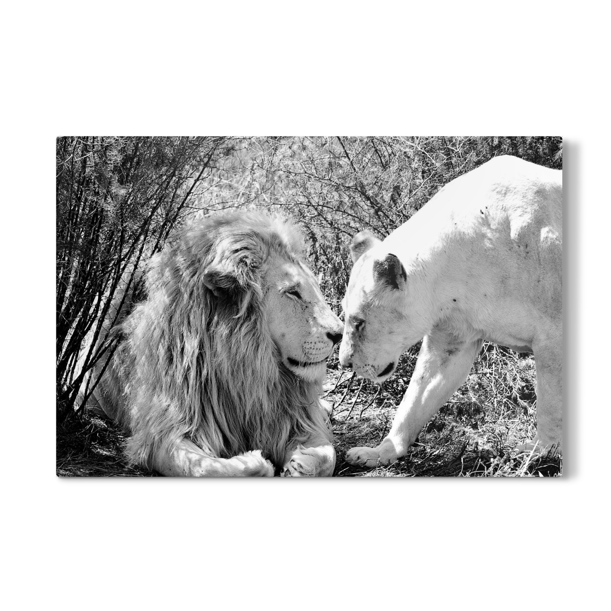 Galerie-Print "Lion Love sw 3330" 30x20 cm artboxONE