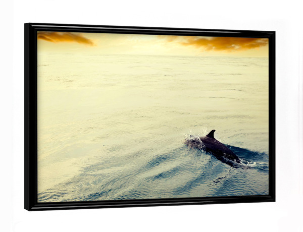 Poster mit schwarzem Rahmen "Dolphin jumping in the ocean at sunset. Maldives" artboxONE - Natur,Reise,Tiere