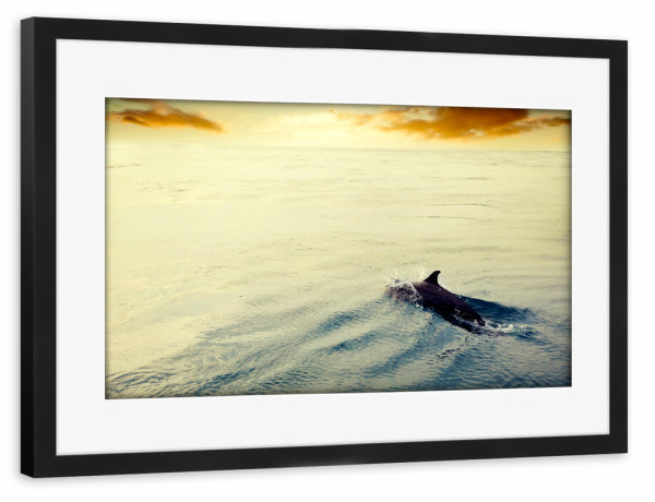 Poster mit Rahmen schwarz "Dolphin jumping in the ocean at sunset. Maldives" artboxONE - Natur,Reise,Tiere