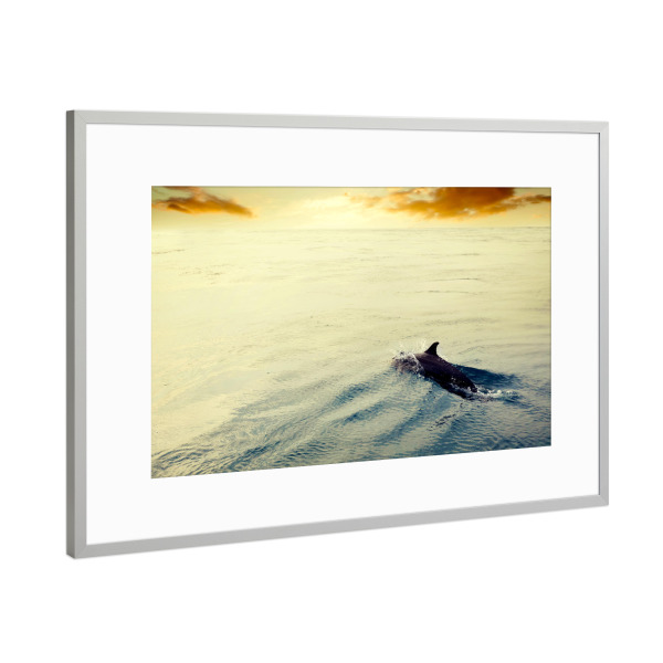 Poster mit Rahmen Silber "Dolphin jumping in the ocean at sunset. Maldives" artboxONE - Natur,Reise,Tiere